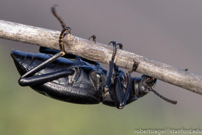 black beetle